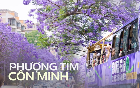 Phượng tím ở Côn Minh đã nở: Cả thành phố như chìm trong biển hoa mộng mơ, "tín đồ xê dịch" không thể bỏ qua dịp xuân hè