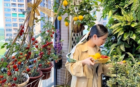 Người phụ nữ gây sốt nhờ vườn cây trĩu quả trên ban công chung cư, dân mạng xuýt xoa: "Sao trồng hay vậy?"