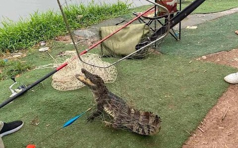 Cần thủ bắt được cá sấu trong hồ câu Hà Nội