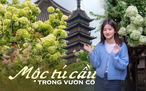 Tô Châu mùa hoa mộc tú cầu: Cả thành phố khoác lên tấm áo cầu hoa trắng tinh khôi, đứng đâu cũng có ảnh đẹp