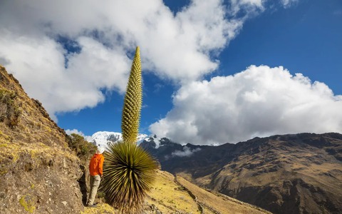 Puya raimondii: 'Nữ hoàng dãy Andes', 100 năm mới nở hoa một lần!