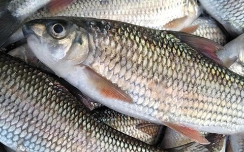 Những bộ phận của cá không nên ăn