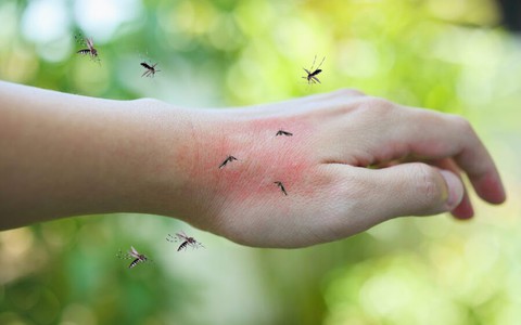 Không phải vợt điện, đây mới là thiết bị giúp đuổi muỗi siêu hiệu quả: Nhà nào cũng có sẵn