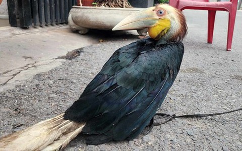 Bắt được chim quý thuộc họ hồng hoàng quý hiếm