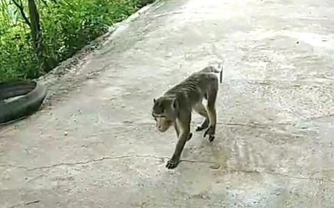 Khỉ xông vào nhà dân quậy phá, một người bị thương