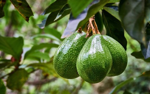 Có 1 loại quả giúp làm trắng da và chống oxy hóa cực hiệu quả: Uống hàng ngày hay đắp mặt nạ đều tốt