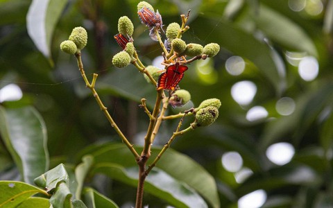 Mùa vải buồn ở Bắc Giang, mất nghìn tỷ đồng vì cây  "chột" hoa