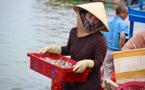 Được mùa cá cơm, phụ nữ vùng biển tất bật mưu sinh