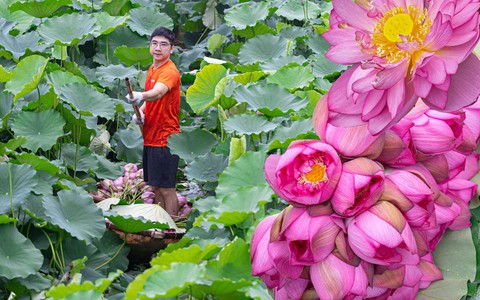 Người trồng sen hồ Tây tất bật thu hoạch, hái bao nhiêu cũng không đủ bán