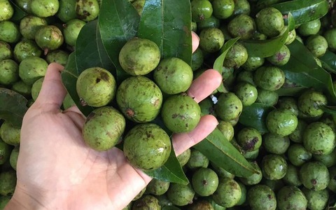 Nội trợ thông minh nhìn qua sẽ biết nên chọn quả sấu non hay già