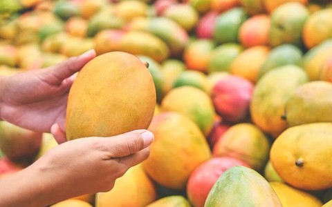 Mẹo nhận biết xoài chín bằng hóa chất hay chín tự nhiên