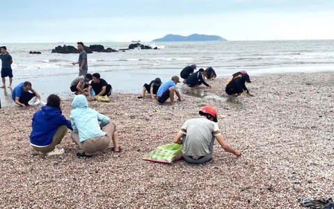 "Lộc biển" dạt vào trắng bờ cát, người dân đua nhau nhặt về ăn