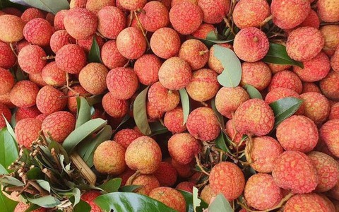 Vải u hồng chín sớm, giá cao ngất hơn 100.000 đồng/kg vẫn hút khách
