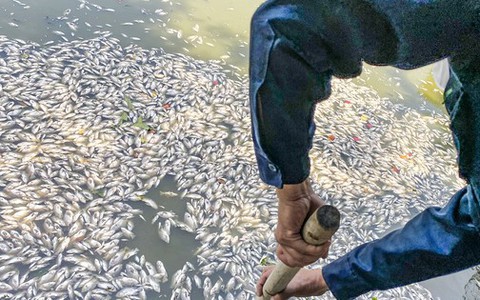 Cá trong hồ Bàu Sen ở Quy Nhơn bất ngờ chết hàng loạt