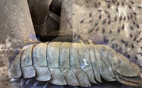 Sự thật về ổ gián trên đảo Cô Tô khiến nhiều người sợ hãi: Nhìn "hú hồn" nhưng lại là một món đặc sản biển, giá vài triệu/kg?
