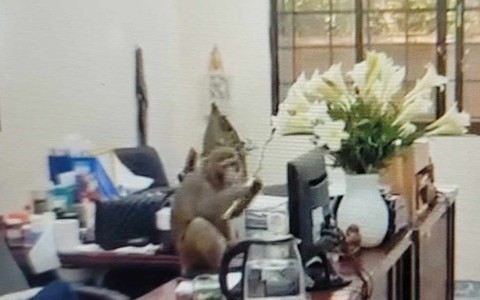 Khỉ hoang quậy phá, trêu đùa cán bộ và người dân ở trung tâm Hà Nội