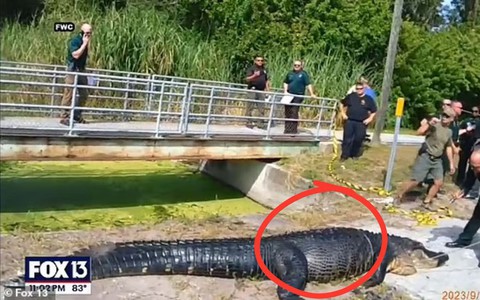 Cá sấu khổng lồ dài 4m nuốt chửng một người phụ nữ, cảnh sát công bố video kinh hoàng cảnh mổ bụng khám nghiệm