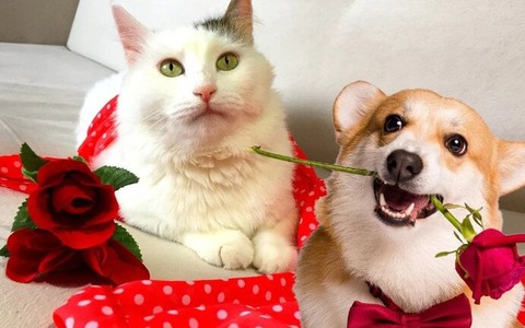 Áp lực kết hôn đè nặng, giới trẻ Trung Quốc làm show mai mối cho cả chó mèo