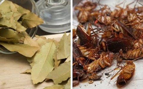 Mẹo diệt gián hiệu quả, đuổi gián chạy không dám quay lại