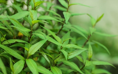 Ngỡ ngàng với loại rau thơm quen mặt ở Việt Nam hóa ra lại là vị thuốc quý