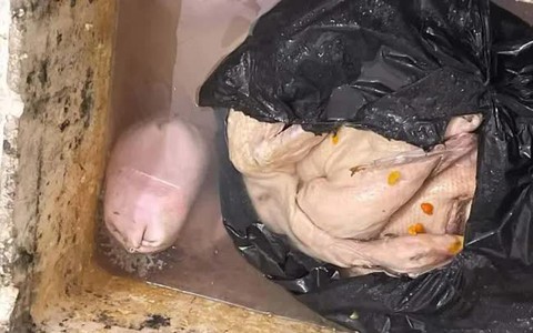 Kết quả kiểm tra quán vịt nghi có giòi, để cạnh bồn cầu tại Quảng Ninh