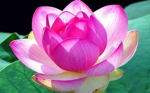 Nóng lại đề xuất hoa sen là quốc hoa