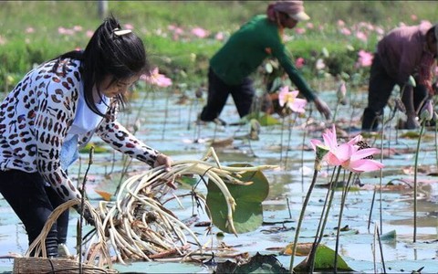 Ngó sen là bộ phận nào của cây sen?