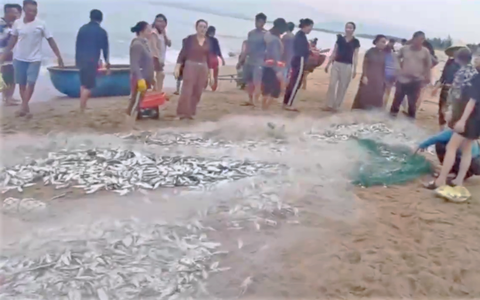 Quảng Bình: Ngư dân trúng đậm mẻ cá mòi, kéo lên chất đầy bờ biển