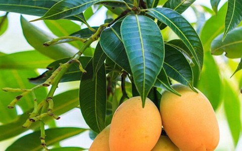 Loại lá tưởng vứt đi nhưng mang lại nhiều lợi ích cho sức khỏe