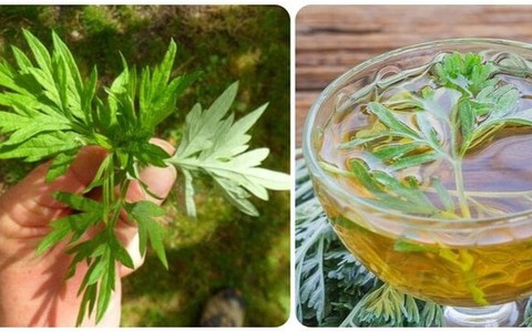 Uống trà ngải cứu có tác dụng gì với sức khoẻ?
