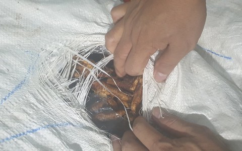 Bắt giữ gần 2 tấn chân gà, kinh hoàng nhiều bao tải chảy nước và bốc mùi thối