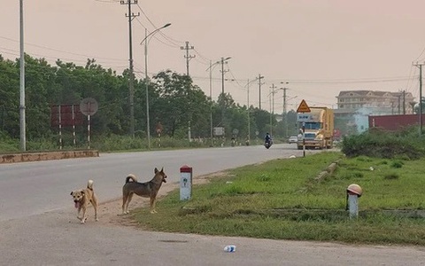 Đồng Nai: Nhiều người bị chó dại cắn khi đang tập thể dục