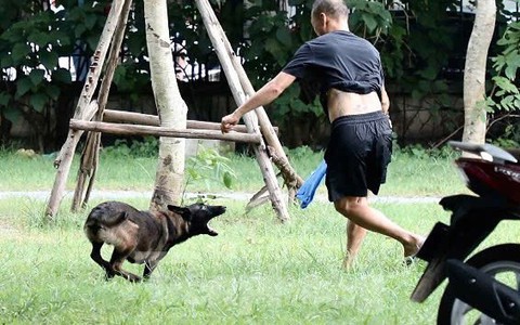 Bệnh dại phức tạp, chó không rọ mõm nhan nhản dạo chơi, tập săn mồi trong công viên