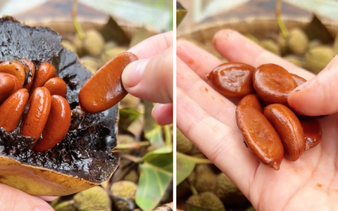 Loại quả "đen sì" ở Việt Nam, hương vị độc lạ được nhiều người săn lùng: Riêng hạt giống đã lên tới 50k/hạt nhỏ xíu
