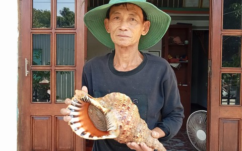Ốc tù và quý hiếm xuất hiện ở Cù Lao Chàm sau hàng chục năm