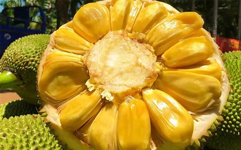 2 cách đơn giản ép mít chín nhanh mà không dùng hóa chất
