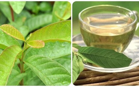 Tác dụng của lá ổi với sức khoẻ