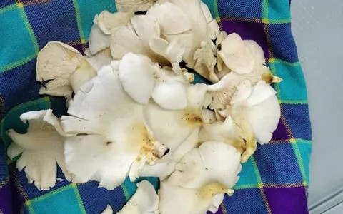 Lào Cai: Xác định độc tố loài nấm gây ngộ độc tại xã La Pan Tẩn, Mường Khương