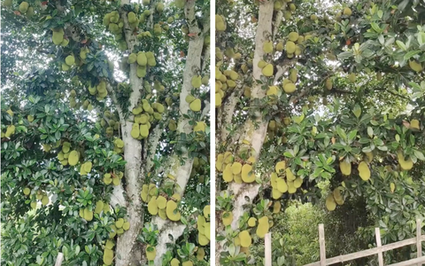 Cây mít "nhiều quả nhất Việt Nam": Chiều cao và số lượng quả gây choáng, dân mạng tò mò về cách thu hoạch