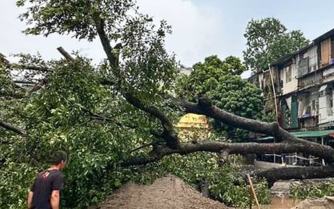 Hà Nội mưa lớn kèm dông lốc, cây cổ thụ và trụ đèn giao thông đổ la liệt