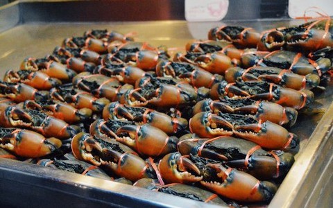 Kho báu dưới nước của Việt Nam bơi sang Trung Quốc thành đặc sản cháy hàng: Xuất khẩu tăng khủng hơn 600%, Mỹ cũng nhanh tay săn lùng