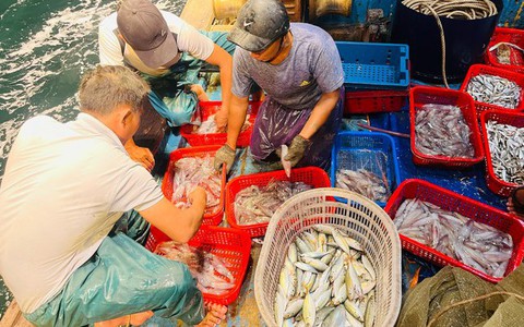 Mực xuất hiện dày đặc, có người câu được 100kg trong đêm