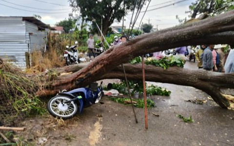 Cổ thụ bật gốc đổ ngang đường, người đi xe máy thoát nạn trong tích tắc