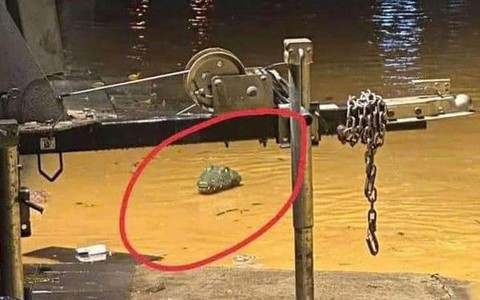 Dùng súng bắn thuốc mê bắt 2 con cá sấu nặng hơn 100 kg/con sổng chuồng do mưa lũ