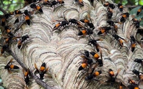 Bị bầy ong tấn công 70 mũi, bé trai nguy kịch tính mạng