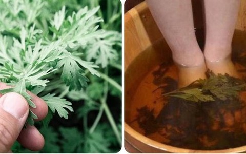 Ngâm chân nước ngải cứu có tác dụng gì?