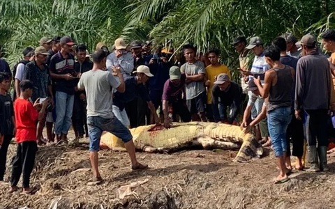 Mổ bụng cá sấu khổng lồ, người dân sốc nặng khi thấy thứ bên trong