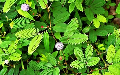 Loại cây được ví như "nữ hoàng e thẹn", là thảo dược quý cực nhiều ở Việt Nam