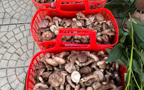 Nấm tràm Huế - lộc của trời