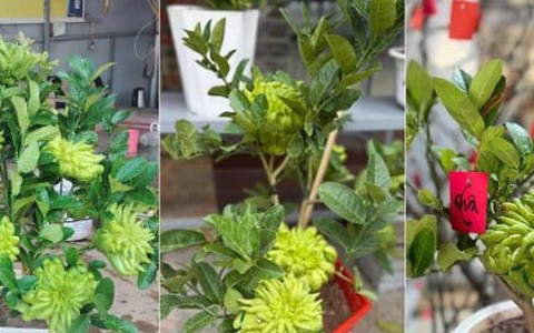 Chưa đến Tết, phật thủ bonsai độc lạ đã 'cháy' hàng